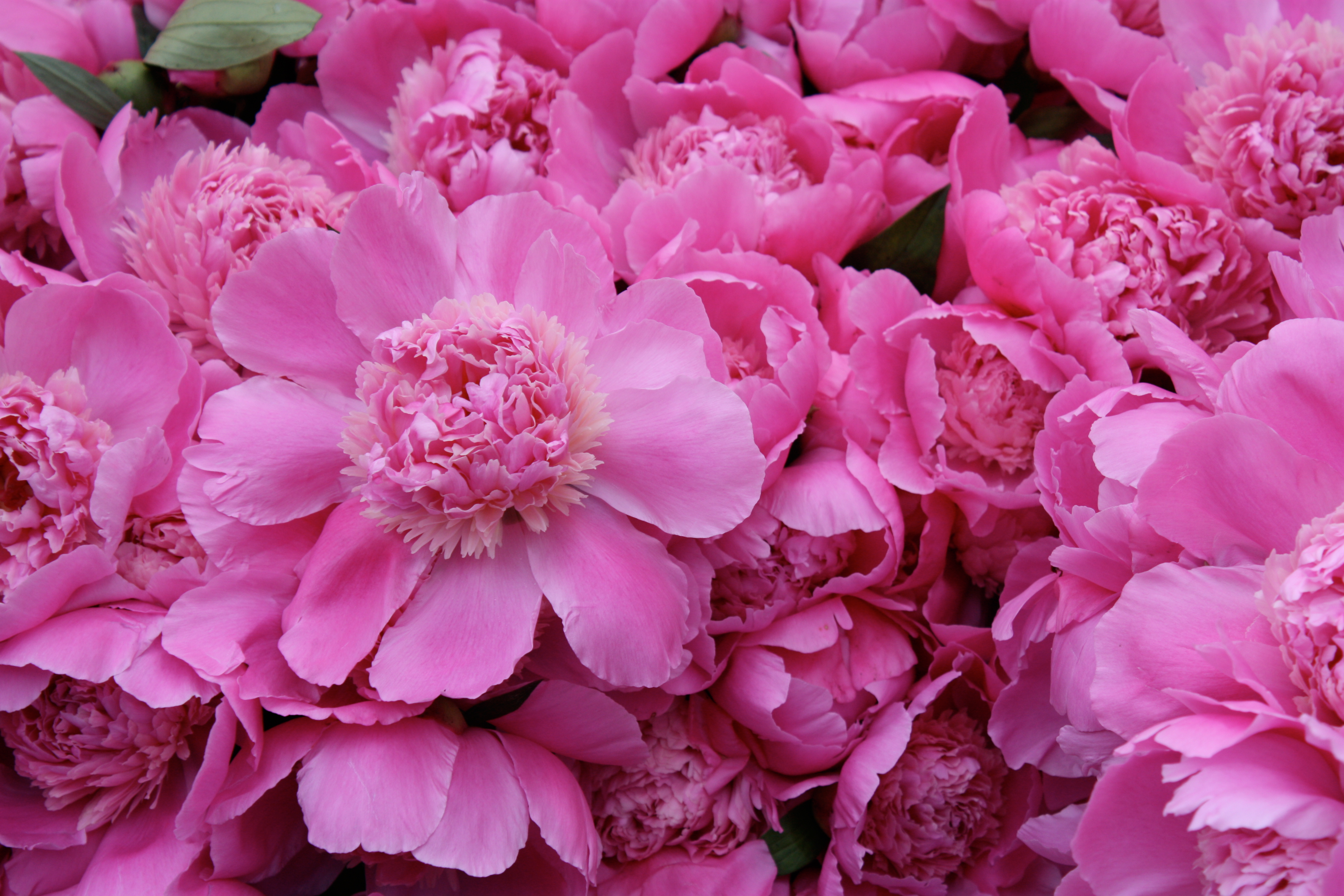 Blooming Beyond Borders: International Floral Masterclass in Cape Town - Peony farm visit and Lunch in the Peony fields with Attila Nemeth Part I