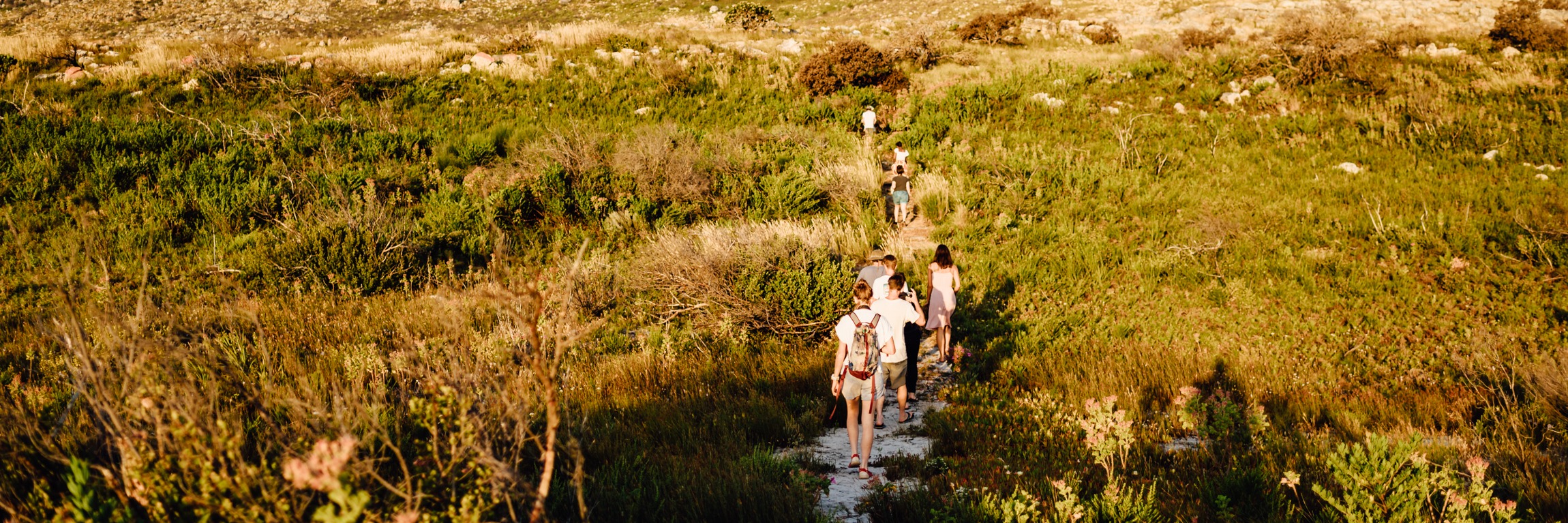 Wild Food Land Foraging Talk, Walk & Tasting - 2 August