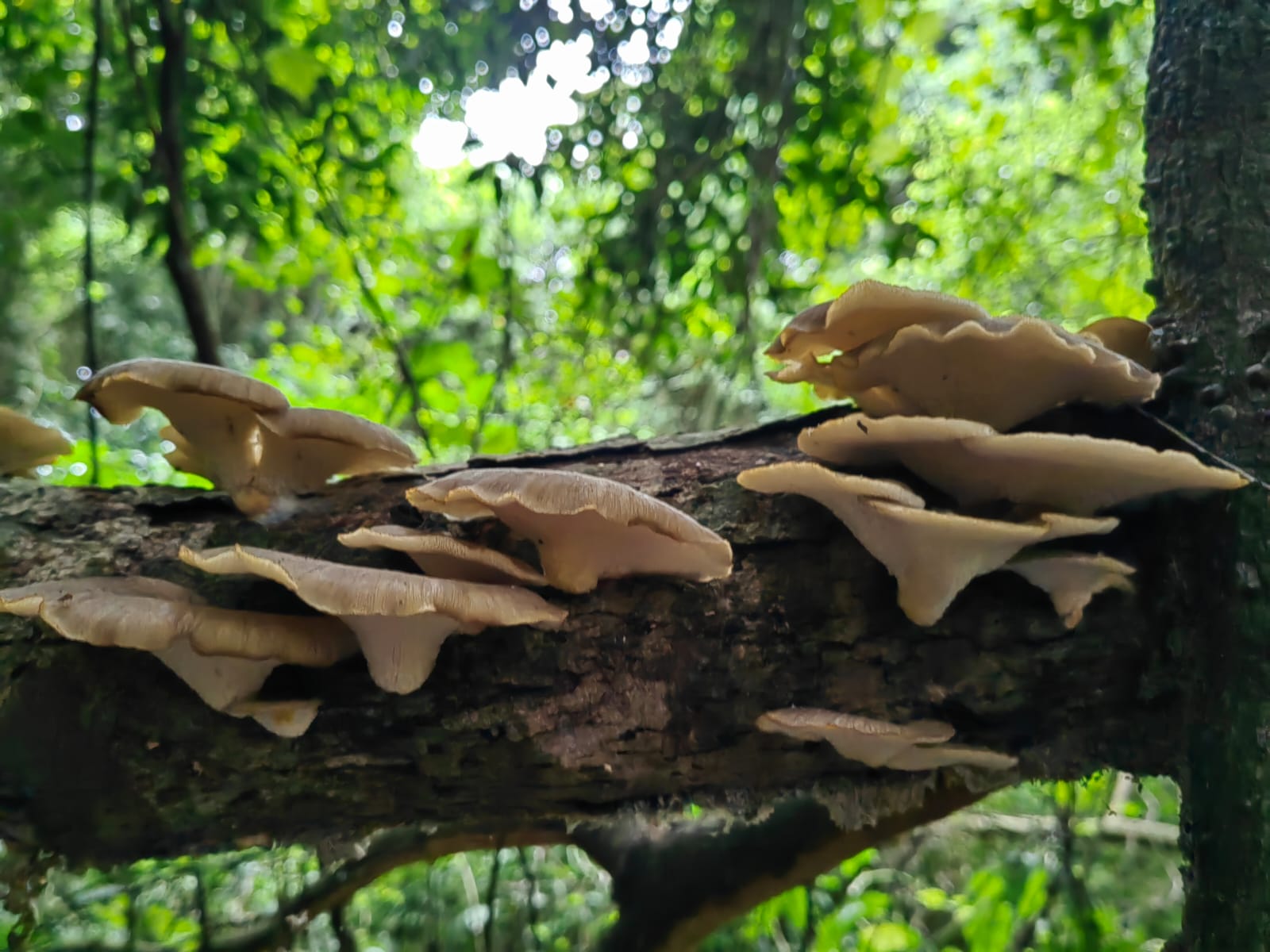 Ballito Fungi Foray