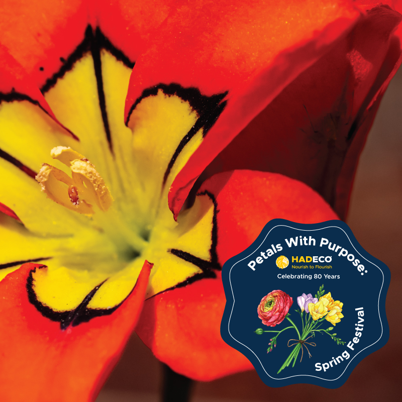 Petals with Purpose: Spring Festival