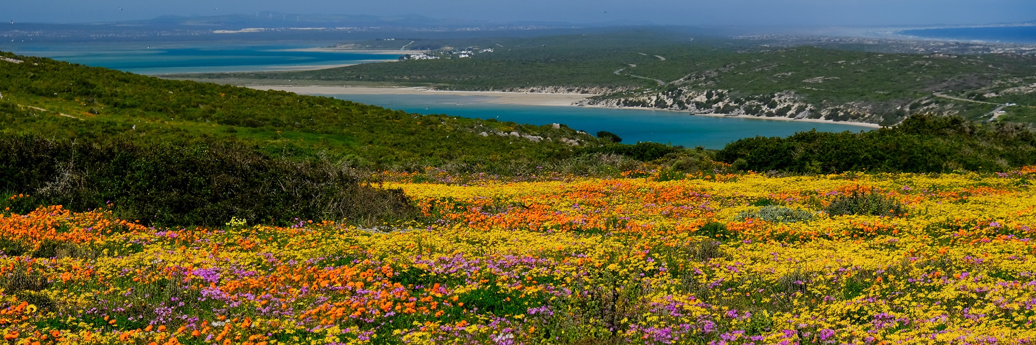 Guided spring flower Steenbok Trail at West Coast National Park