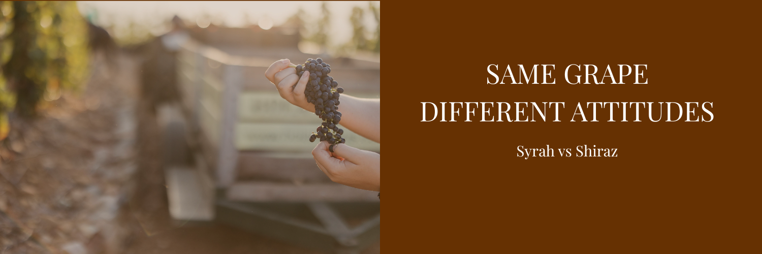 First Thursday Blind Wine Tasting: Syrah vs Shiraz Edition