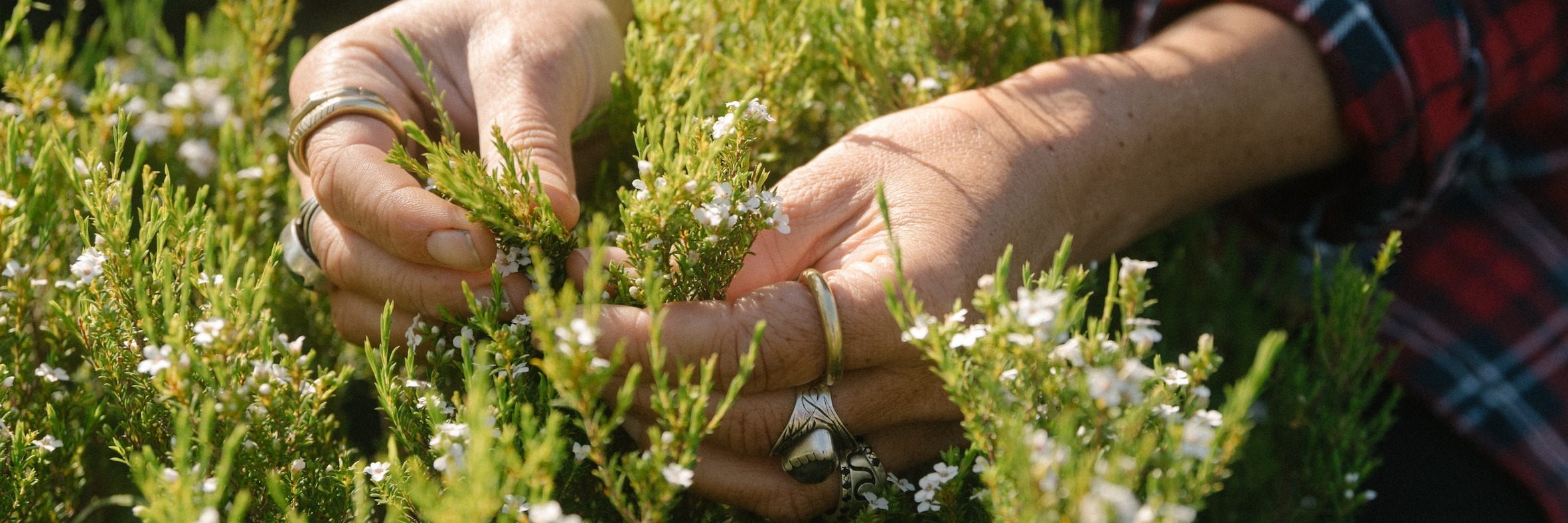 Wild Remedies Workshop with Roushanna Gray and Veld & Sea - 22 August