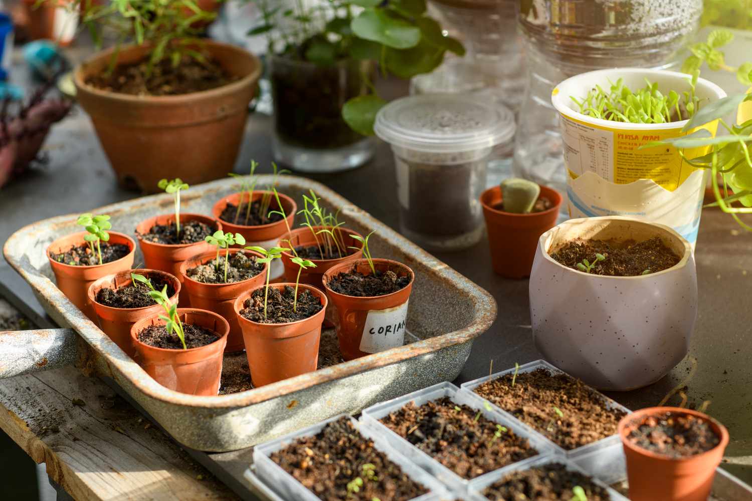Beginner's Gardening Workshop