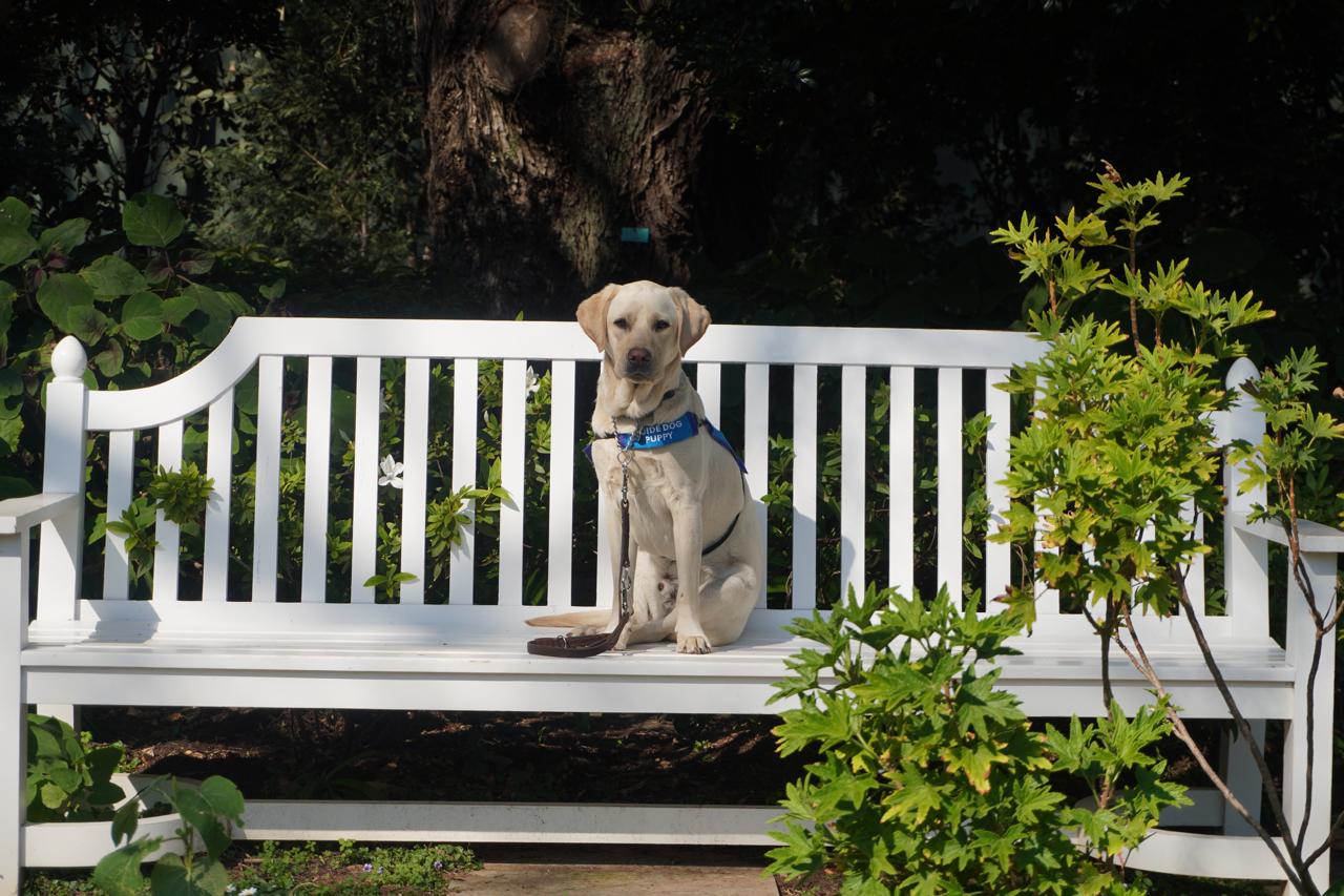 BARKS IN BLOOM