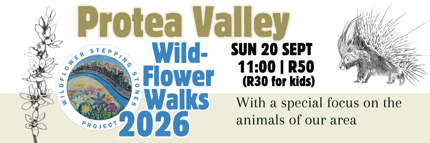 Wildflower Stepping Stones Project Protea Valley Wildflower Walk