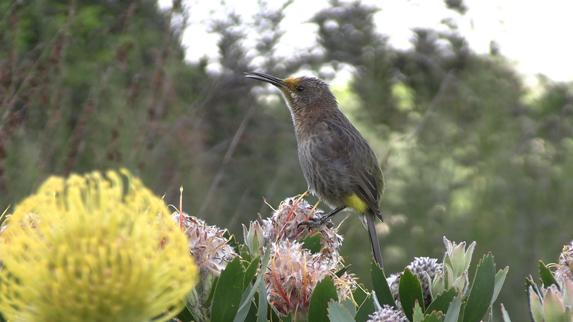 Sound Recording for Citizen Science -14th Feb 2027