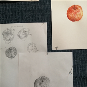 Botanical Drawing Workshop