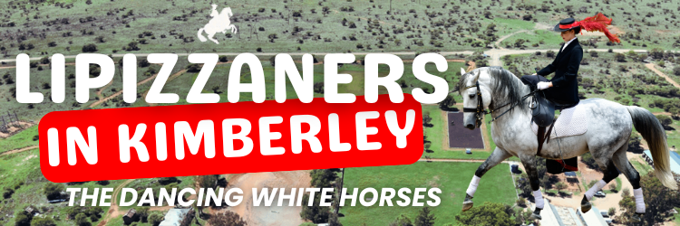 Lipizzaners in Kimberley