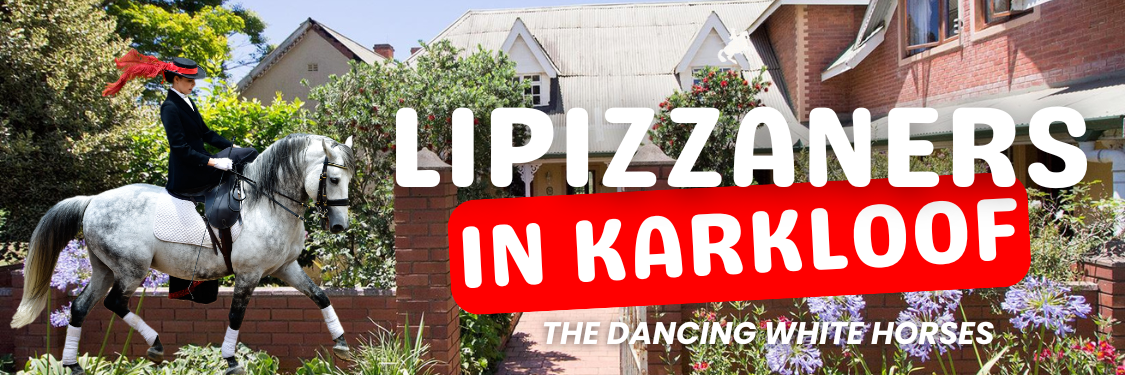 Lipizzaners in Karkloof