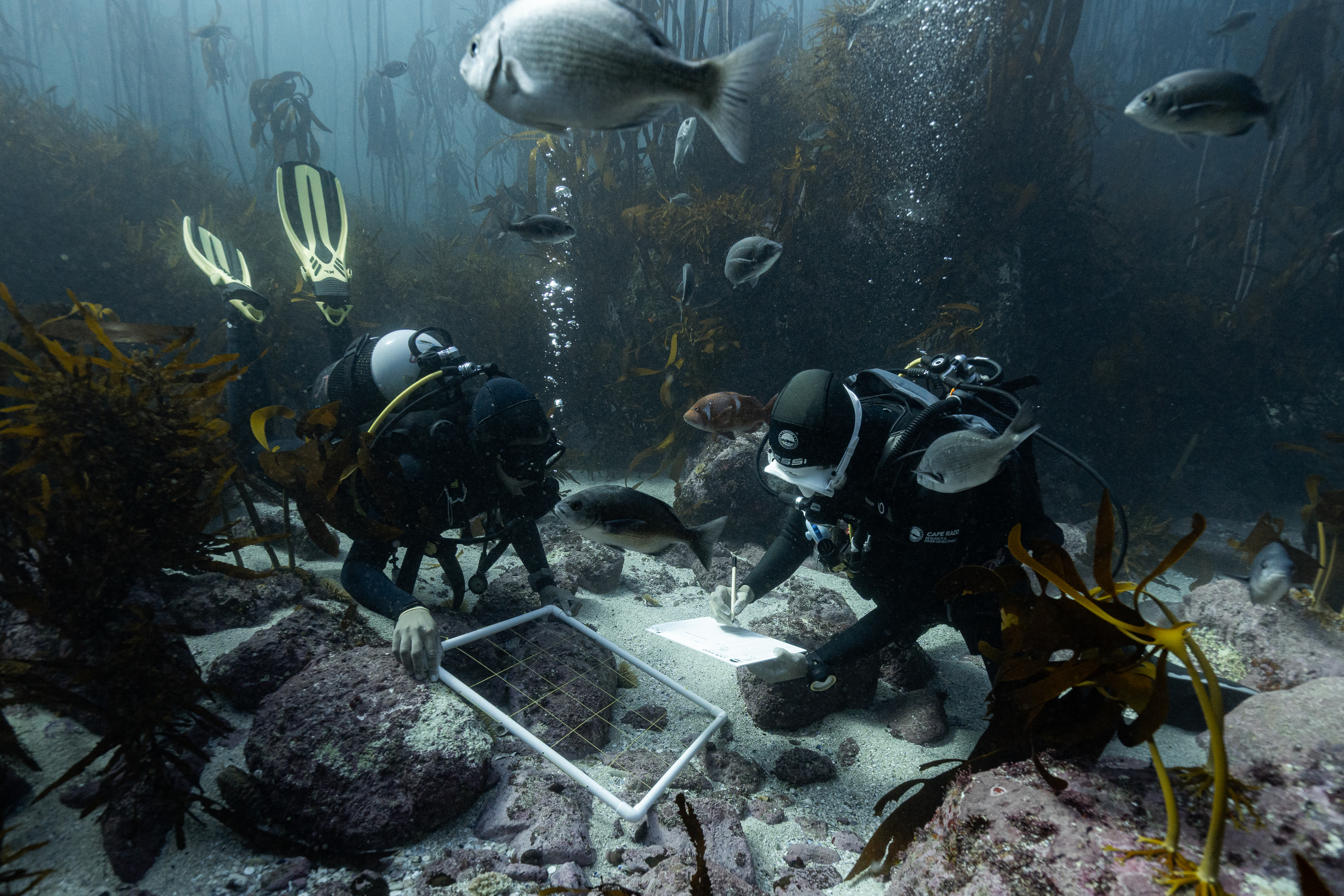 Mini Research Symposium hosted by Cape RADD