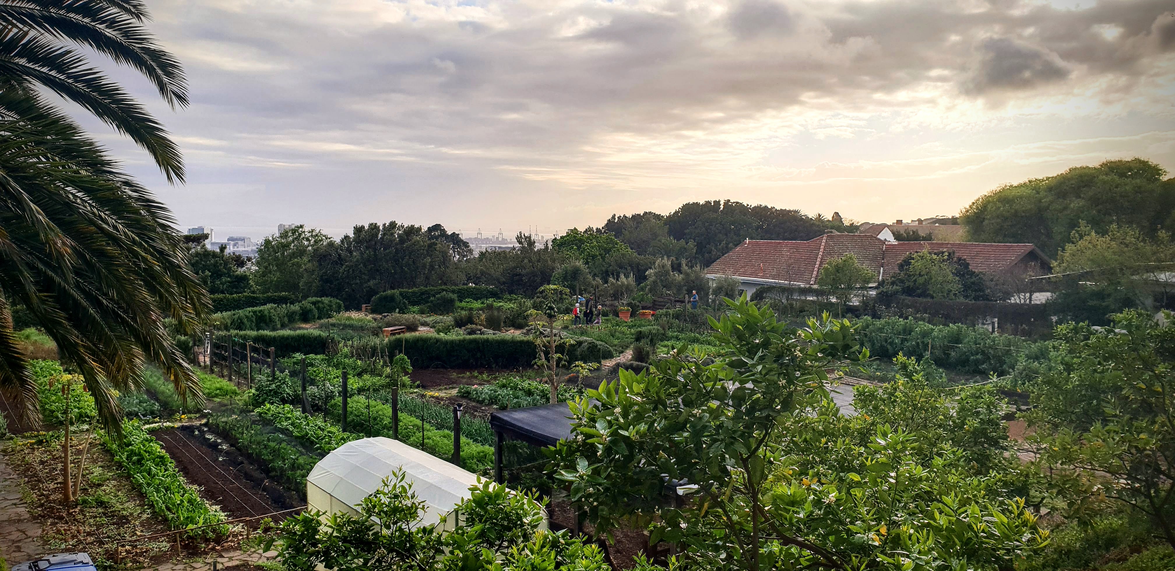 From Garden To Infusion