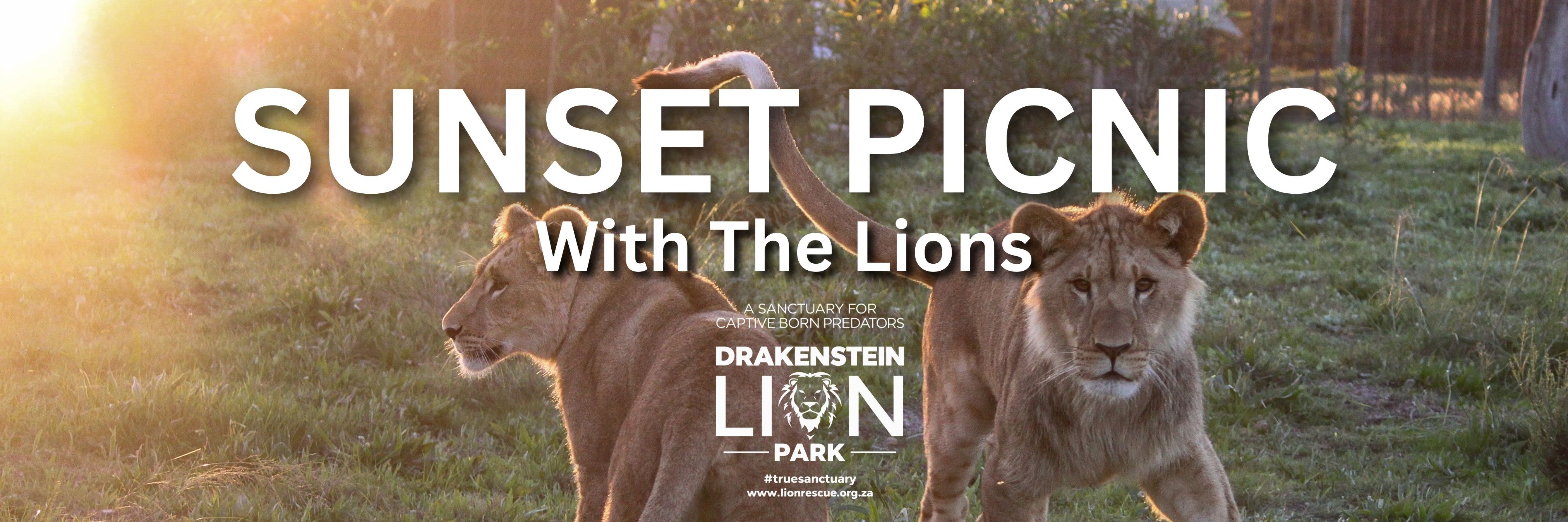 Sunset Picnic With The Lions