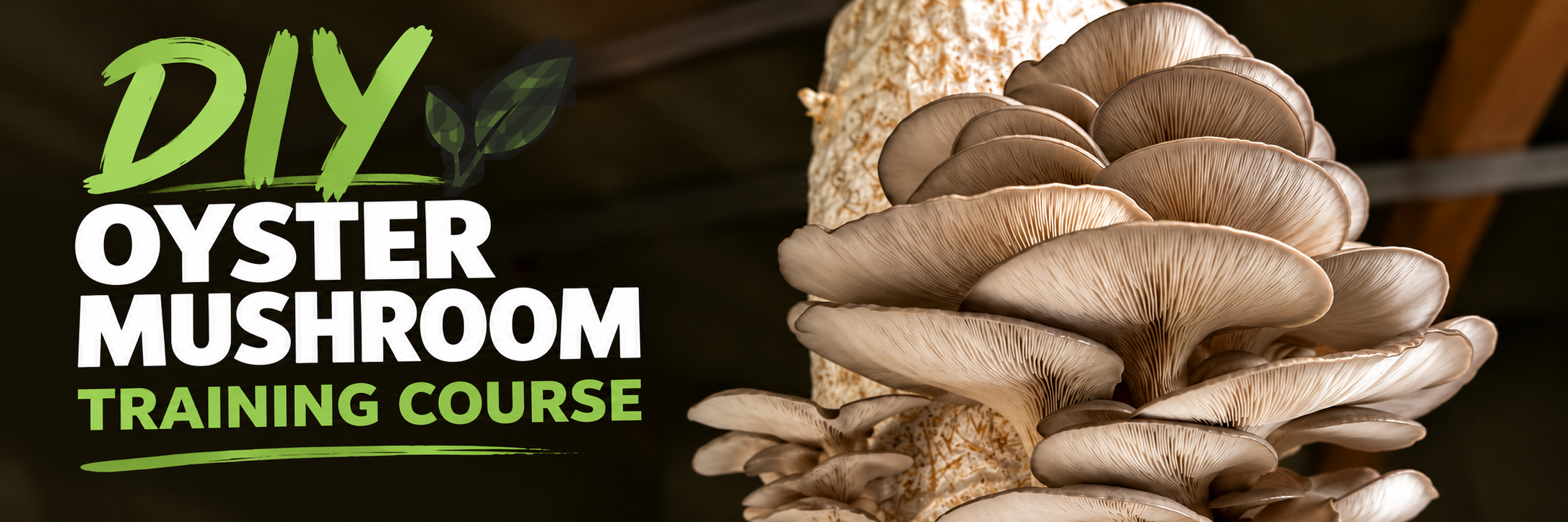 DIY Oyster Mushroom Cultivation