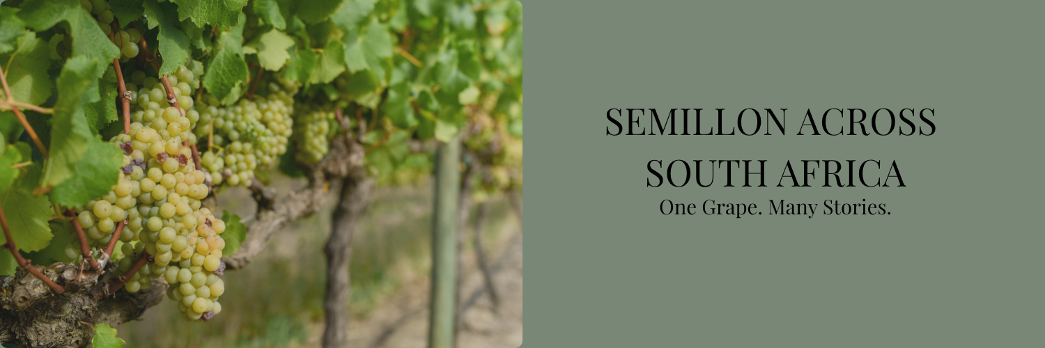 Semillon Across South Africa Edition