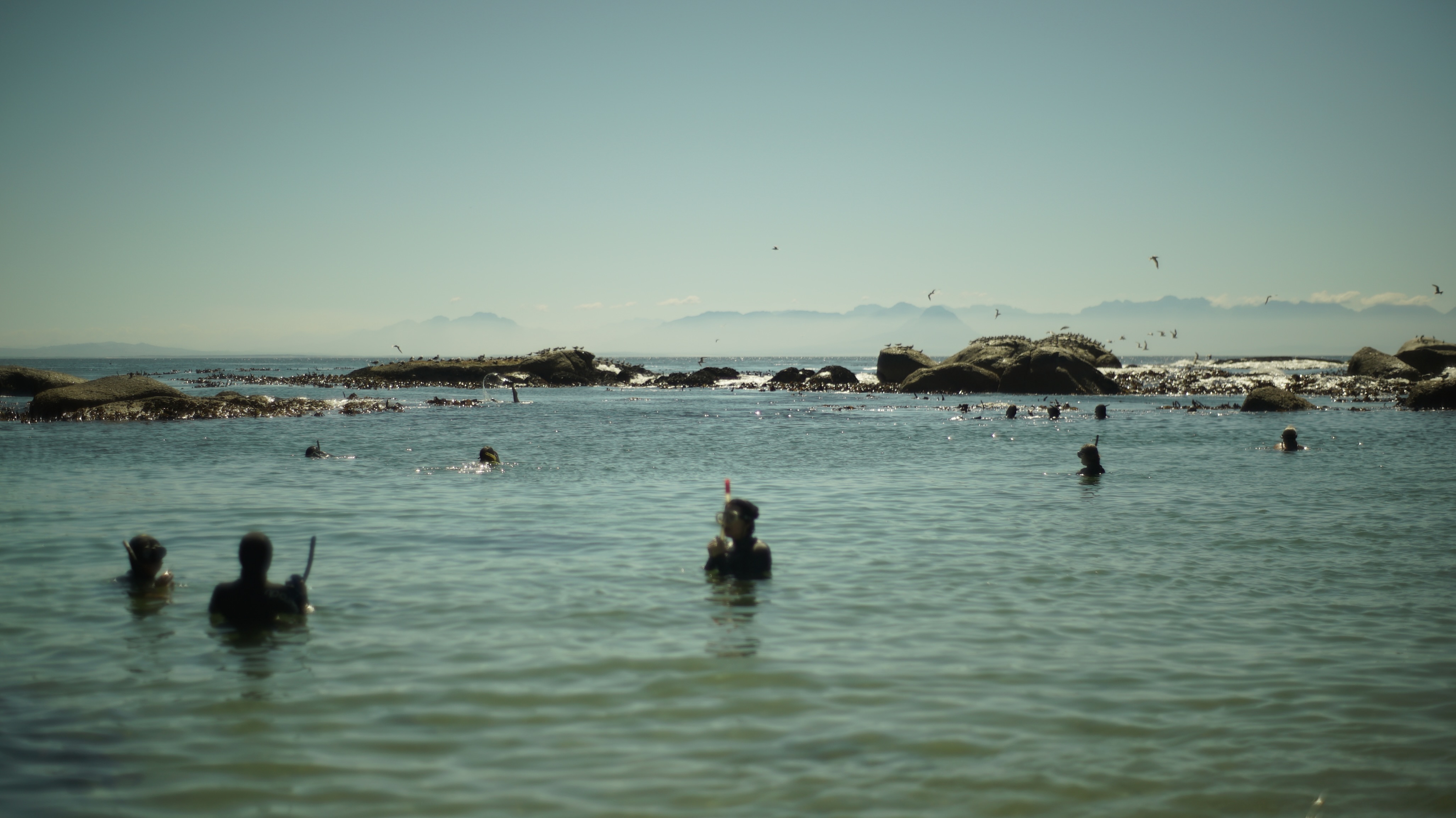 Free Dive Forage Adventure with Khoi Scouts and Veld & Sea - 20 December