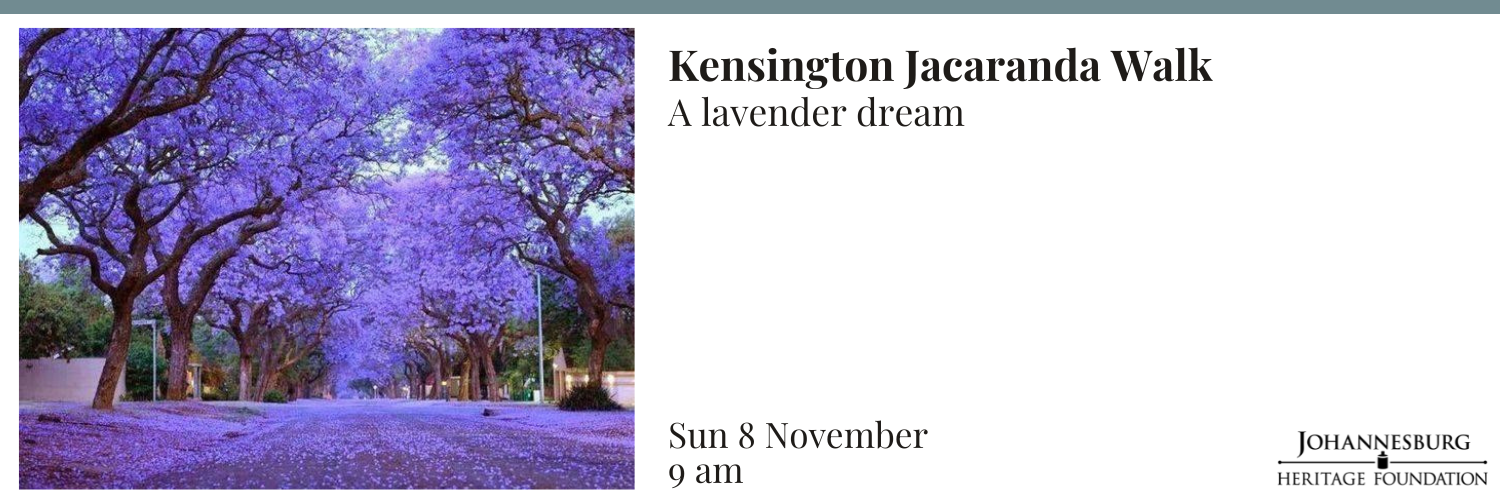 Kensington Jacaranda Walk - A lavender dream