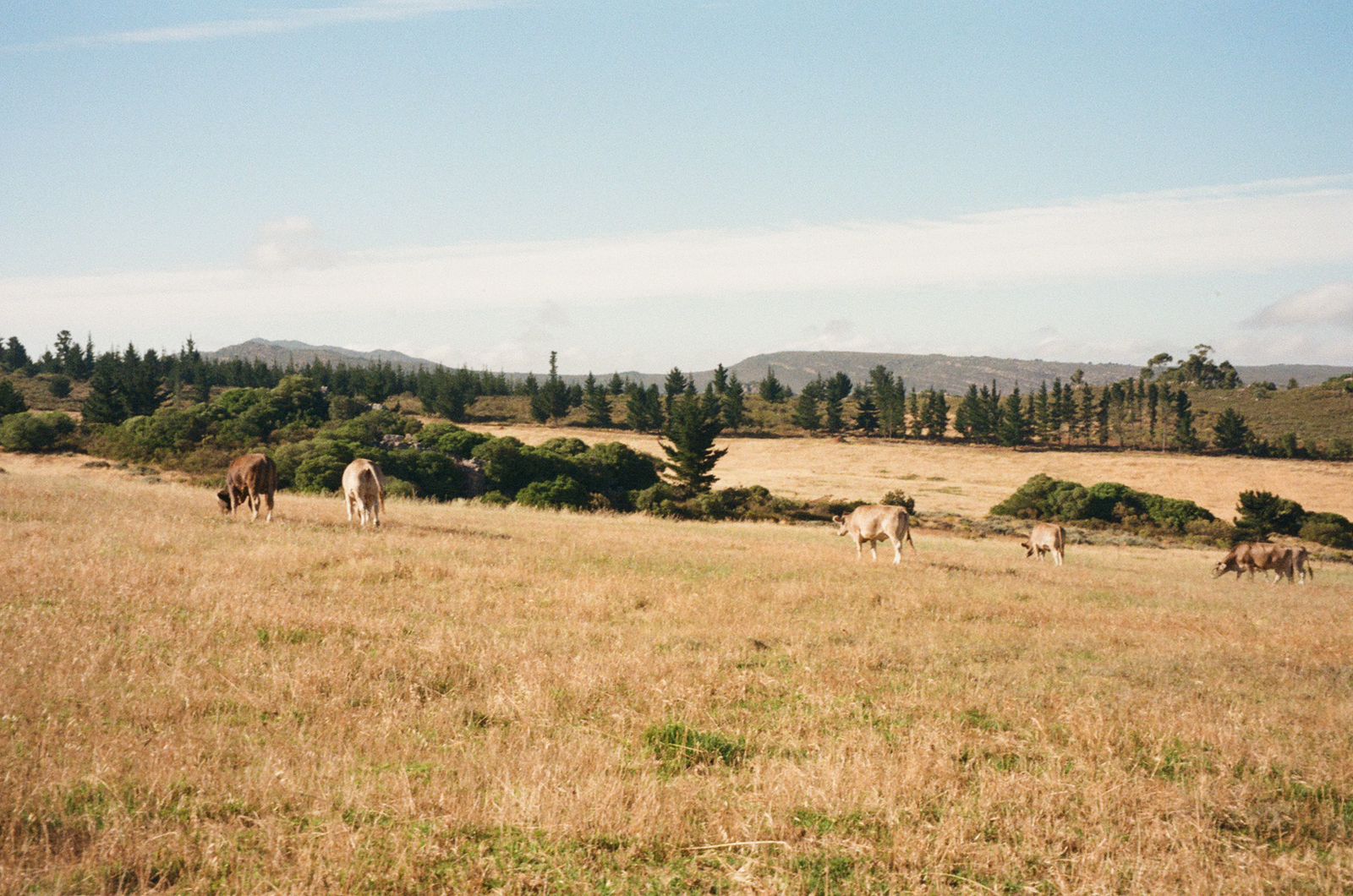 Cultured Butter & Cheese making Workshop